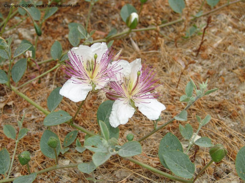 Capparis sicula ssp sicula--Crete. Btwn Almerida and Kalives. 26 May 05. 014.jpg