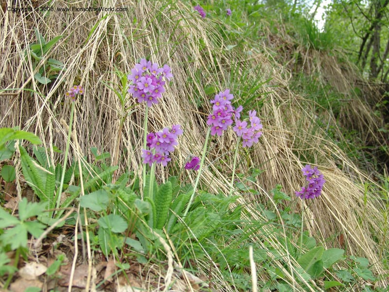 Primula amoena--Georgia. Kazbeki . Trail-road to Sameba Church. 2 Jun 05. 241.jpg