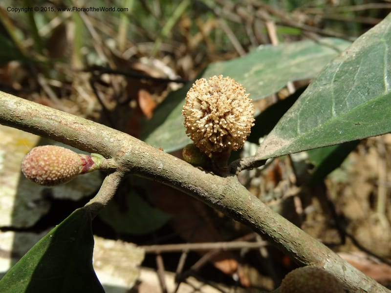 Treculia obovoidea, Davidson, C 12341--Cameroon. Mokoko For. Res. 20 Mar 2014. DSC02622 (254).JPG