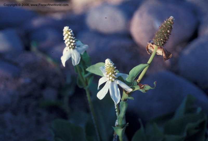 Anemopsis californica--AZ. Desert Botanical Garden, Phoenix. May 88. 001.jpg