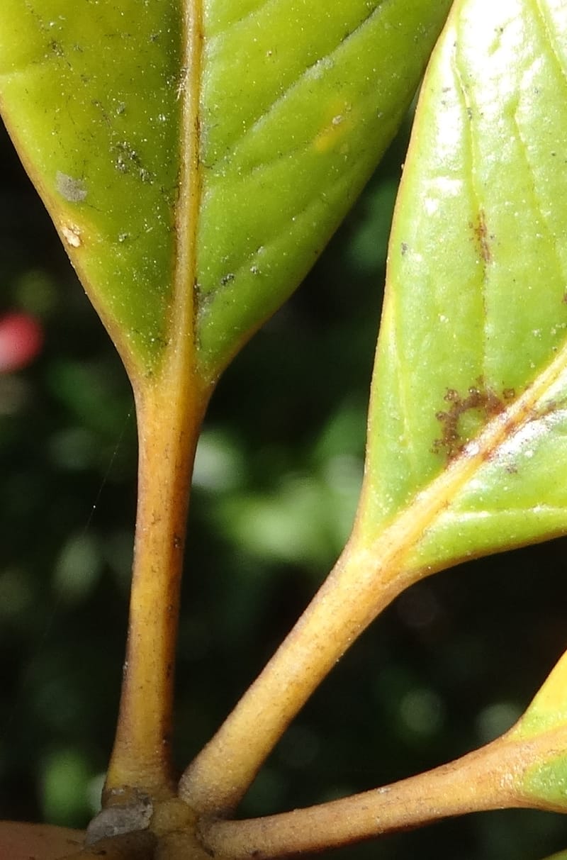 Plerandra elongata, Lowry, P 7374--New Caledonia. Mont Dzumac. 12 Nov 2015. DSC01563 (370).JPG