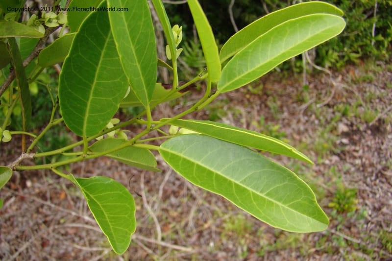 Homalium involucratum, Razafindraibe 190--Madagascar. Prov. Fianarantsoa. RN 12. 14 Jan 09. 019 (19).jpg