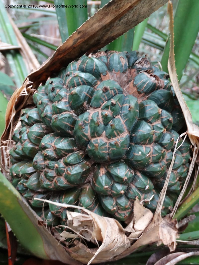 Pandanus occultus, Callmander, C 1183--Sabah. G. Silam. 1 Oct 2014. DSC00937 (223).JPG