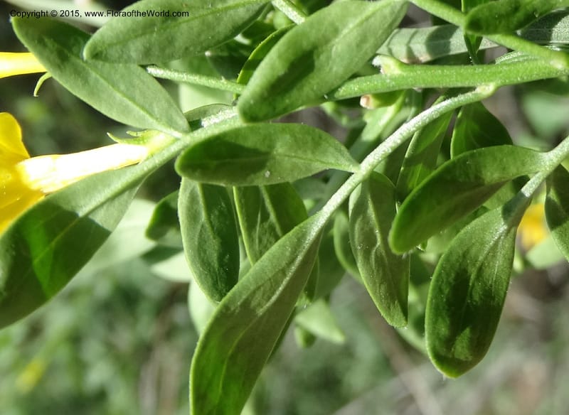 Jasminum fruticans, Davidson, C 12467--Georgia (Caucasus). Shio Mgvime. 7 Jun 2014. DSC07779 (186).JPG
