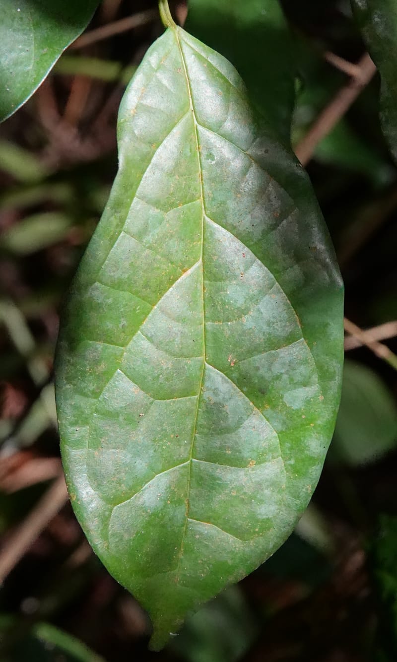 Thomandersia laurifolia, C. Davidson 13964--Gabon. Arb. Sibang. 5 Nov. 2018. DSC02235 (350).JPG