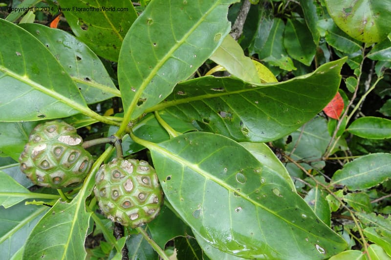 Morinda billardierei, J. Munzinger 6530--New Caledonia. Tchamba River Valley. 15 Feb 2011. 261 (2).jpg