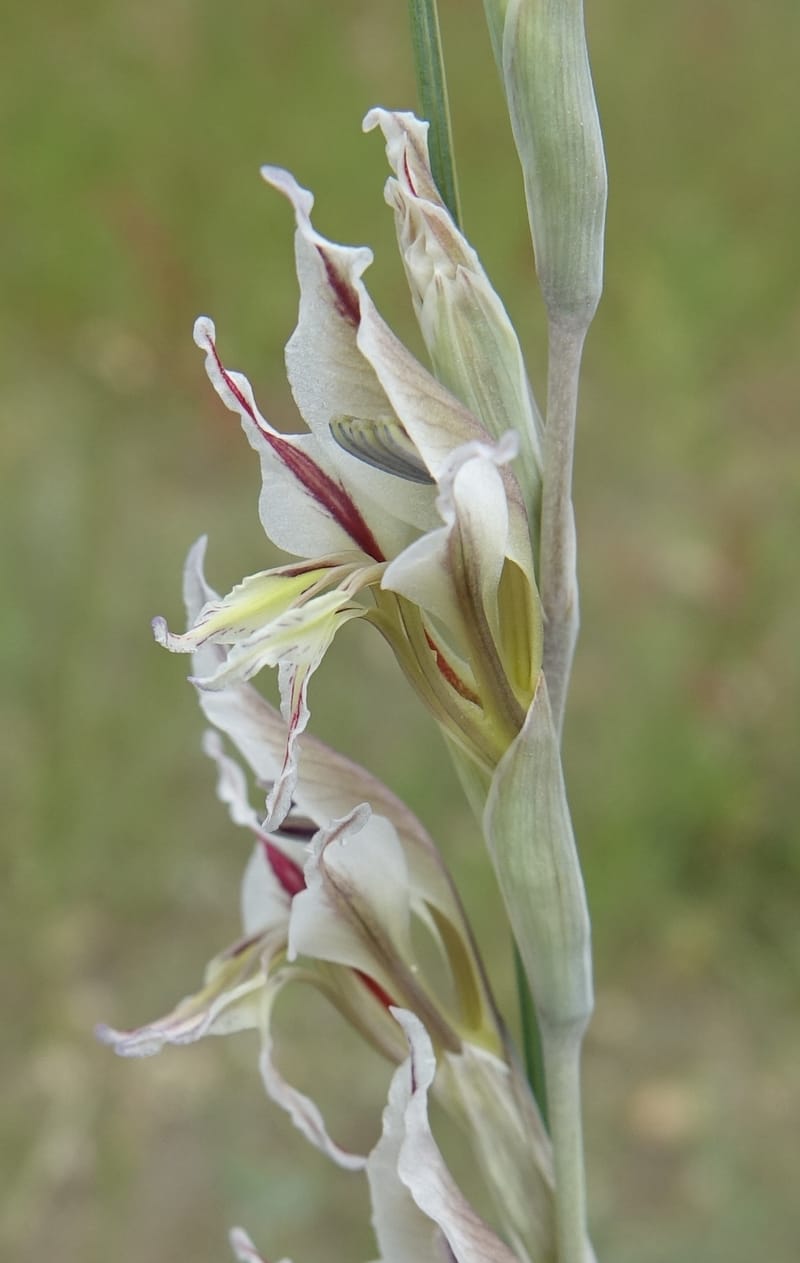 Gladiolus permeabilis, L. Nanyeni 1274--Namibia. Hwy D2859. Odom 418. 30 March 2018. DSC04324 (103).JPG