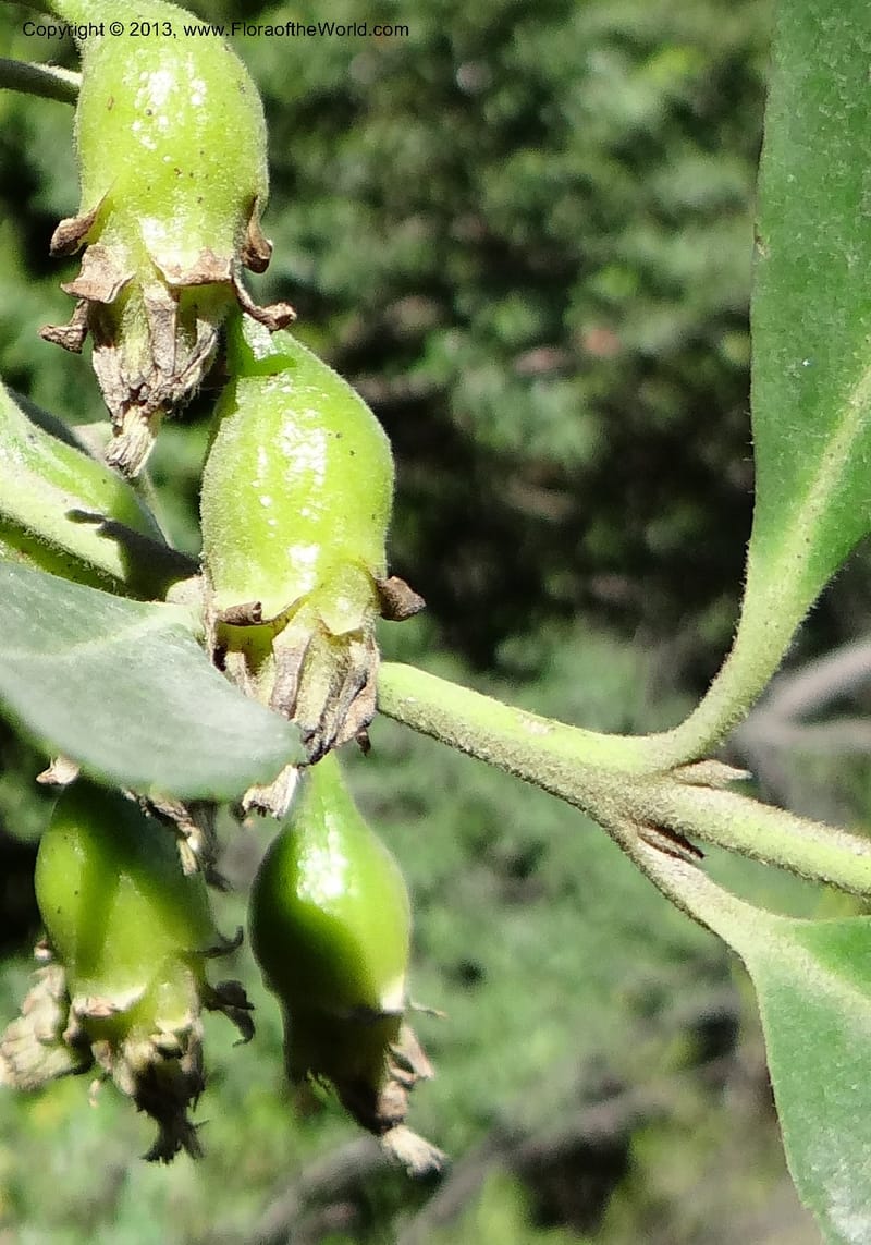 Laurelia sempervirens, WDS 34103--Chile. Rd to El Abanico. Pte. Polcura odom 16.6. 17 Feb 2013. DSC01401 (192).JPG