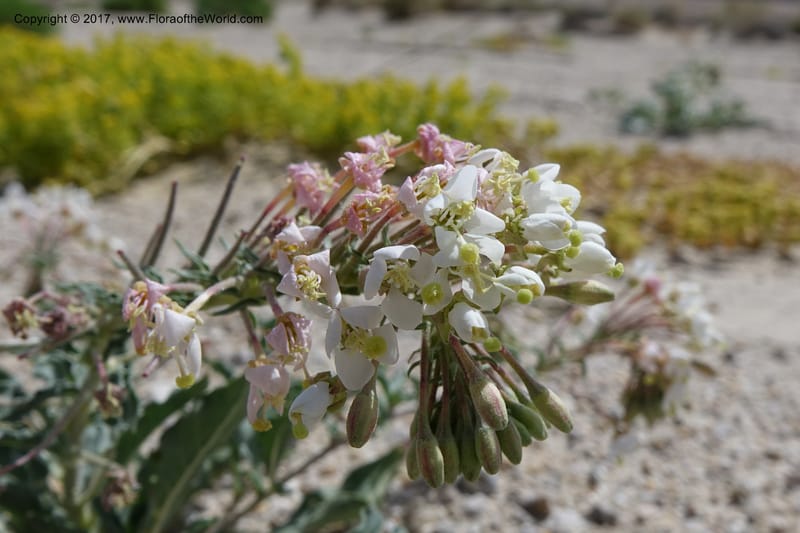 Camissonia boothii subsp. condensata, Davidson, C 13157--California. Inyo Co. Hwy 190 W of Panamint Spgd. Stop 1. 21 Apr 2016. DSC02055 (30).JPG