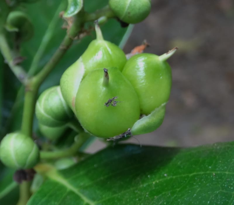 Tetracera billardieri, Lowry, P 7392--New Caledonia. Nehoue Forest. 17 Nov 2015. DSC03041 (360).JPG