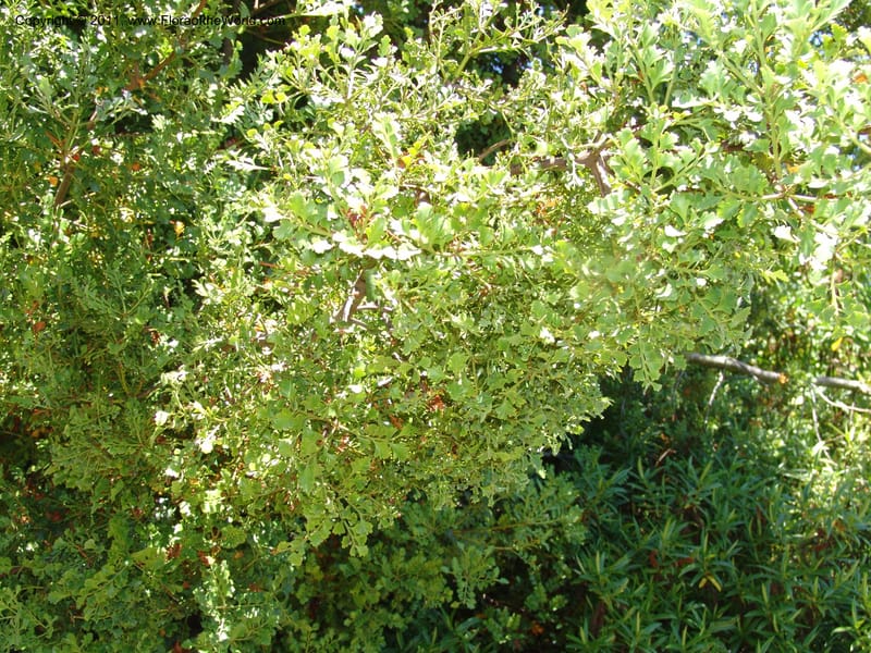 Phyllocladus glaucus, 1982.75.32--CA. UC Santa Cruz Arboretum.  1 Jul 06. 010.jpg