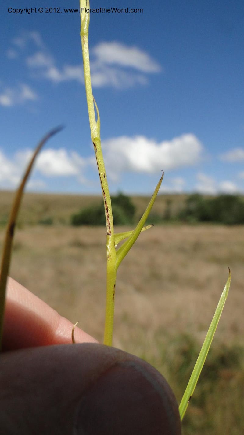 Habenaria simplex, N. Manjato 173--Madagascar. E of Ambositra toward Antoetra. 2 May 2010 151 (32).jpg