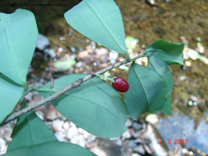 Erythroxylum havanense, Ramirez xx--Mexico. Jalisco. Res. Las Joyas, La Manzanilla. 1 Aug 2007. 072.jpg