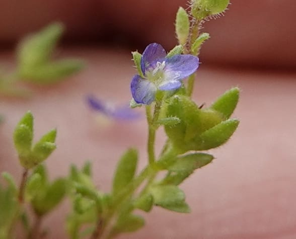 Veronica arvensis, C. Davidson 13751--Oregon. Wallowa Co. Zumwalt.Trail Cr. Rd. 4 Jun 2018. DSC04078 (72).JPG