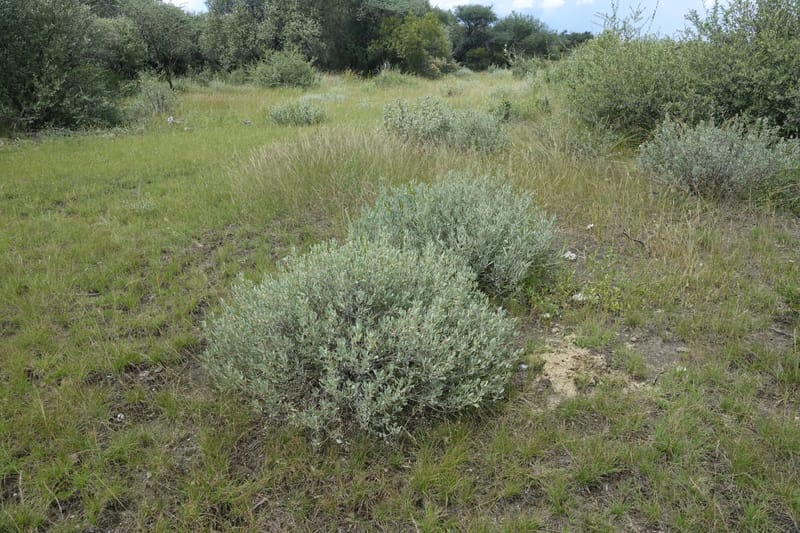 Petalidium ohopohense, L. Nanyeni 1285--Namibia. Hwy 3031. Odom 155. 31 Mar 2018. DSC04738 (7).JPG