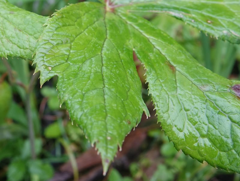 Podophyllum hexandrum, D. Boufford 43981--China. Yunnan. Tianbao Shan. 10 Aug 2017.  (289).JPG