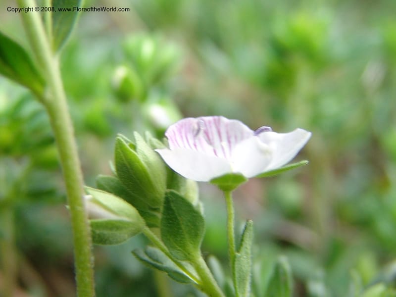 Veronica chamaedrys--Georgia. Kazbeki . Trail-road to Sameba Church. 2 Jun 05. 123.jpg