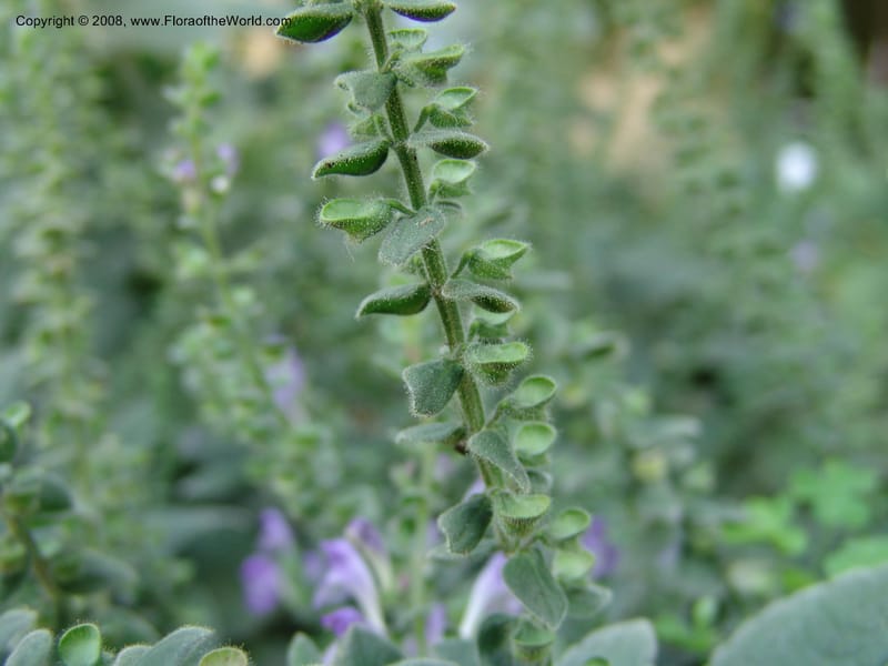 Scutellaria ovata v. bracteata--TX. Johnson Wildflower Center. 13 Jun 04. 004.jpg