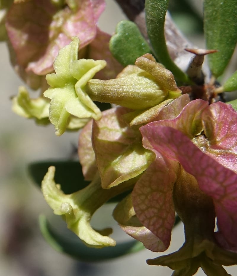 Bougainvillea spinosa, Fortunato 13089--Argentina. Hwy 150 W of Jachal. 5 Feb 2018. DSC08346 (108).JPG