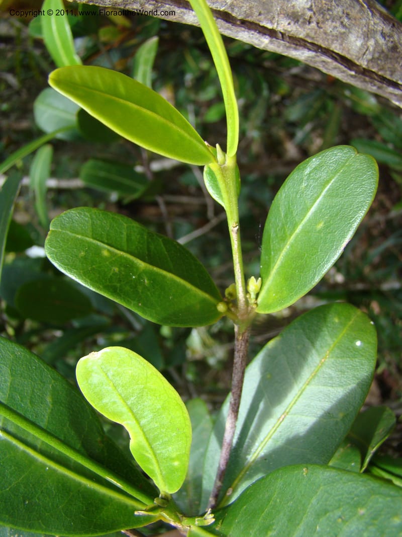 Medicosma,  Munzinger, J 4812--New Caledonia, Prov du Nord, Plateau de Poro, 16 Nov 2007, 011 (3).jpg