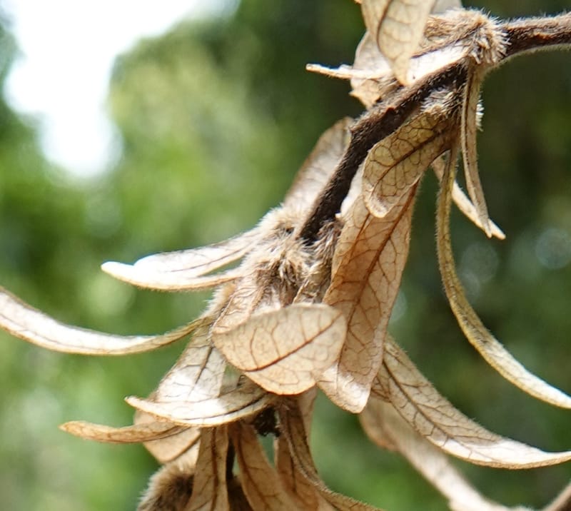 Engelhardia serrata, D. Boufford 44146--China. Yunnan. Along G213. 4 May 2018. DSC02084 (91).JPG