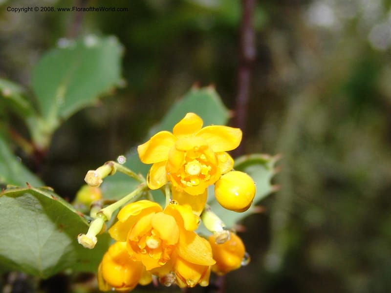 Berberis carinata--Peru. Macchu Pichu. 23 Oct 07. 059.jpg