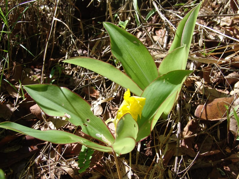 Costus, G.Simon1492--Tanz. Ulanga Dist. Miombo. Ca. 10 km N of Mahenge.16 Feb 06. 480.jpg