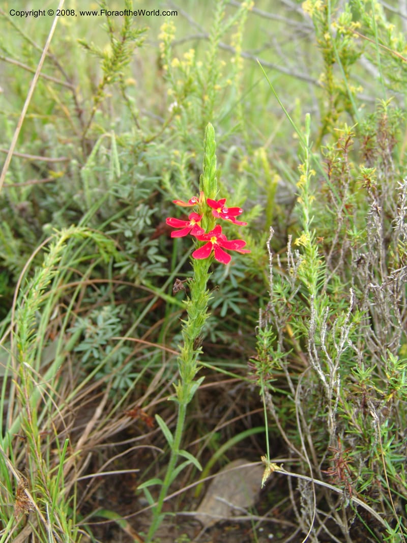 Striga elegans--So.Africa. E. Cape. Trappes Valley. 7 Mch 05. 039.jpg
