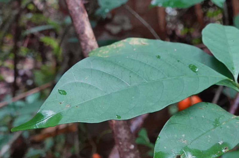 Tabernanthe iboga, C. Davidson 13949--Gabon. Mondah. Arb Raponda Walker. 4 Nov 2018. DSC01949 (72).JPG
