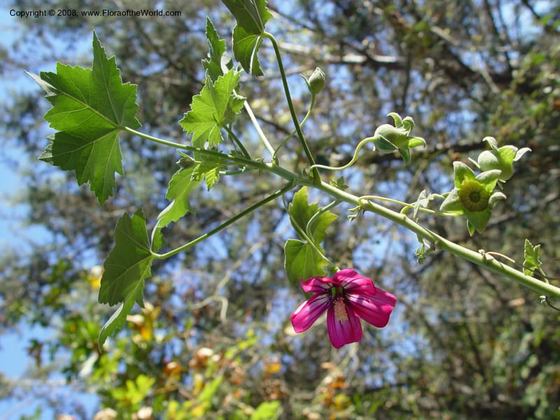 Lavatera assurgentifolia--CA. Sonoma Co. Sonoma St U. Arboretum. 24 Oct 03. 034.jpg