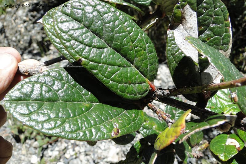 Cavendishia, Ulloa 2093--Ecuador. P. N. Sangay. 6 June 2011. 091 (4).jpg