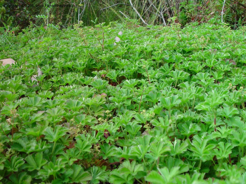 Alchemilla guatemalensis, 76.2088--CA. UC Berkeley Bot. Gard. 11 Feb 03. 080.jpg