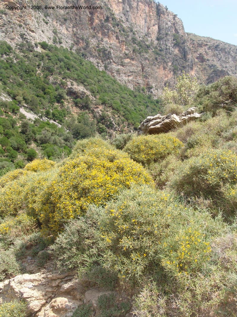 Genista acanthoclada--Crete. Ep. Kisamos. Sirikari Gorge. 25 May 05. 185.jpg