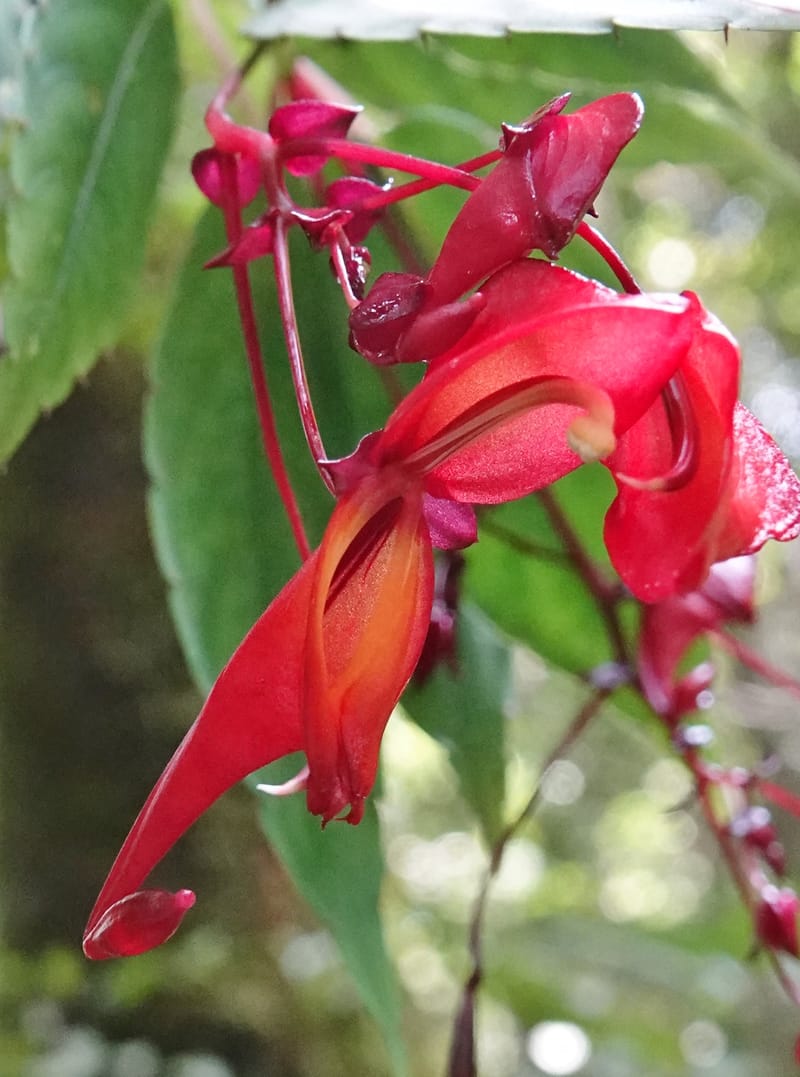 Impatiens, C. Davidson 13908--Gabon. M de C. Sent. Andok. 28 Oct 2018. DSC09339 (328).JPG