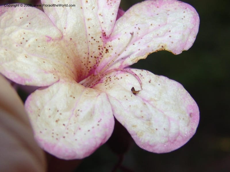 Clerodendrum, ZRogers1203--Madag. Anjozorobe, Aire Protegee, E Antsahabe. 17 Nov 06. 280.jpg