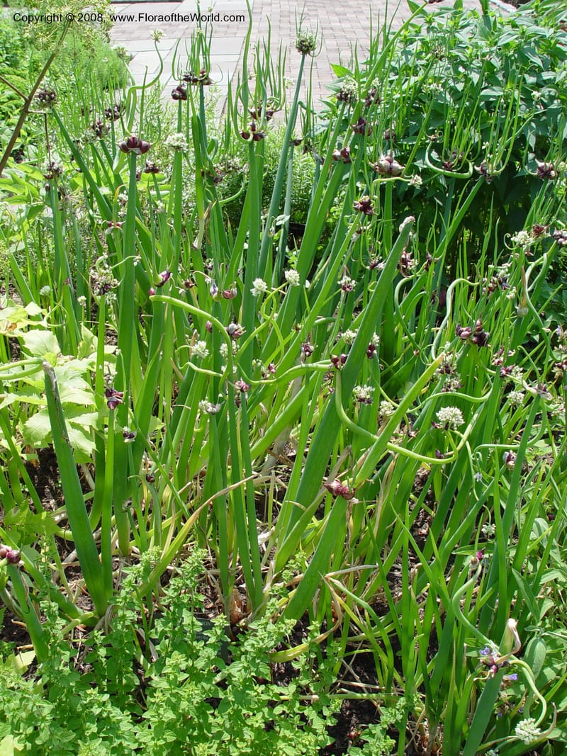 Allium cepa--PA. Longwood Garden. 25 Jun 03. 040.jpg