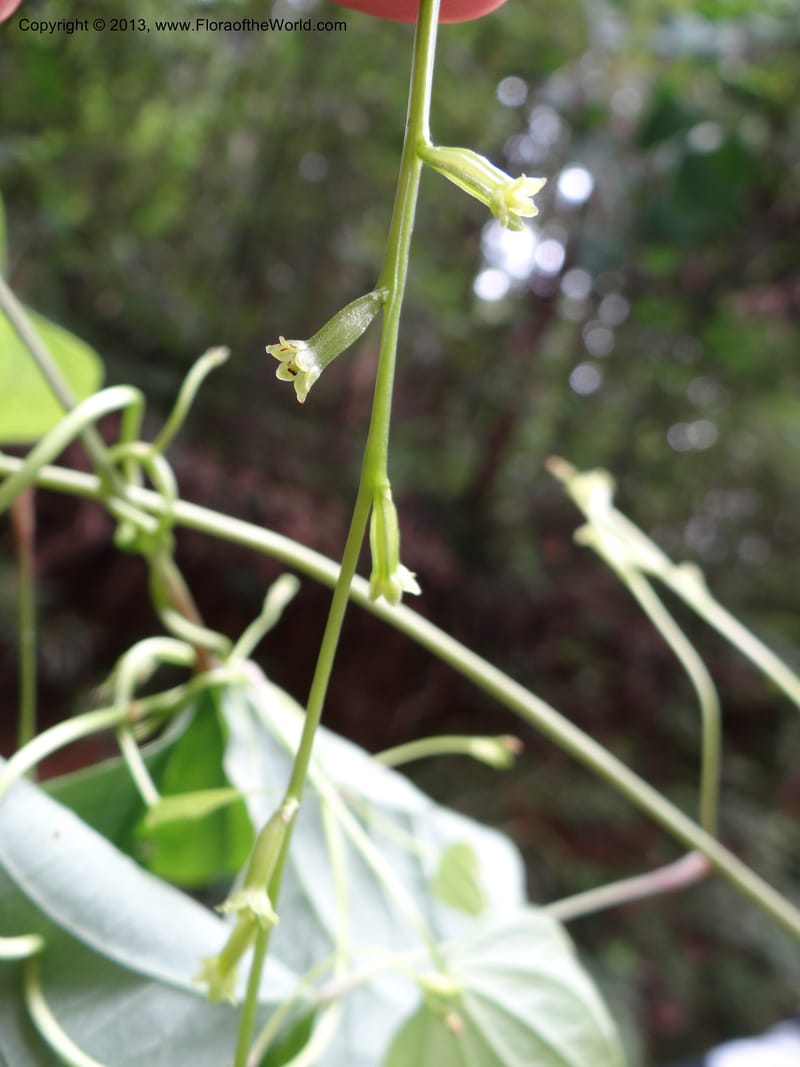 Dioscorea collettii var. hypoglauca, Davidson, C 11970--China. Zhejiang Prov. Tian Mu Shan. 1 Jun 2012. DSC01264 (30).JPG
