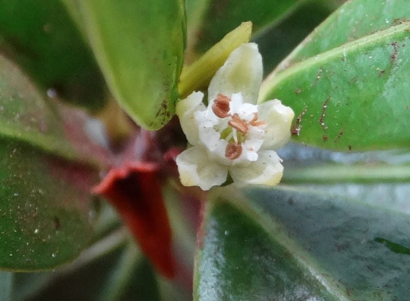 Erythroxylum, Lowry, P 7413--New Caledonia, Plage de Pindai. 18 Nov 2015. DSC03633 (97).JPG