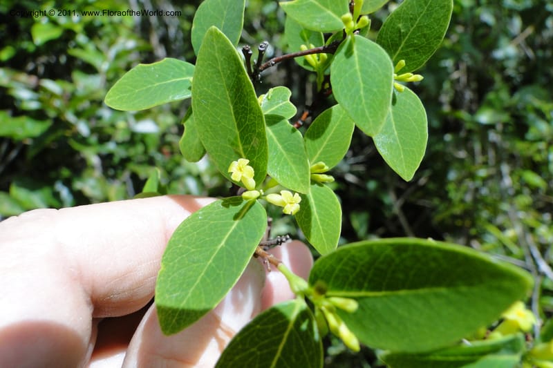 Wikstroemia foetida, M. Tuiwawa 4948--Fiji. Nadarivatu Nature Reserve. 10 Feb 2011. 026 (187).jpg