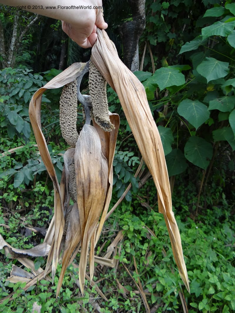 Pandanus unicornutus, Callmander, M 1049--Thailand. Chumphon Prov. Tambon Mab Amarit. 13 Nov 2012. DSC09009 (6).JPG