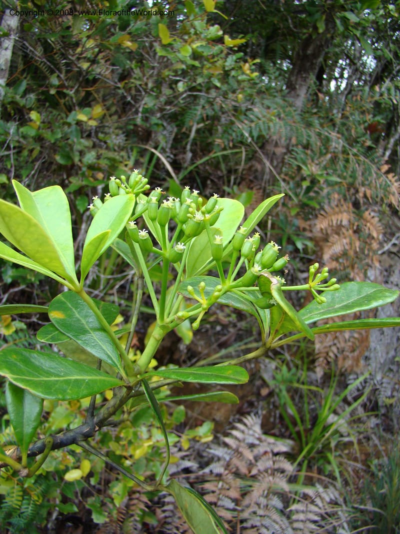 Schefflera gordonii, PLowry6902--New Caledonia. Monts Dzumac. 20 Nov 07. 138.jpg