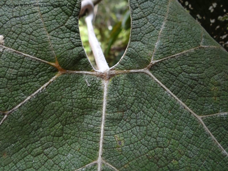 Ampelocissus, SAN.153249--Malaysia, Sabah. Tawai For. Res. 9 Apr 2012. DSC07890 (148).JPG