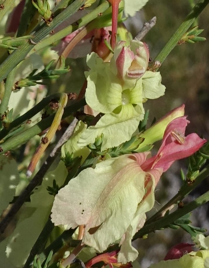 Leschenaultia linarioides, Davidson, C 13441--Australia. W.A. Mt. Adams Rd. 24 Oct 2016. DSC05357 (13).JPG