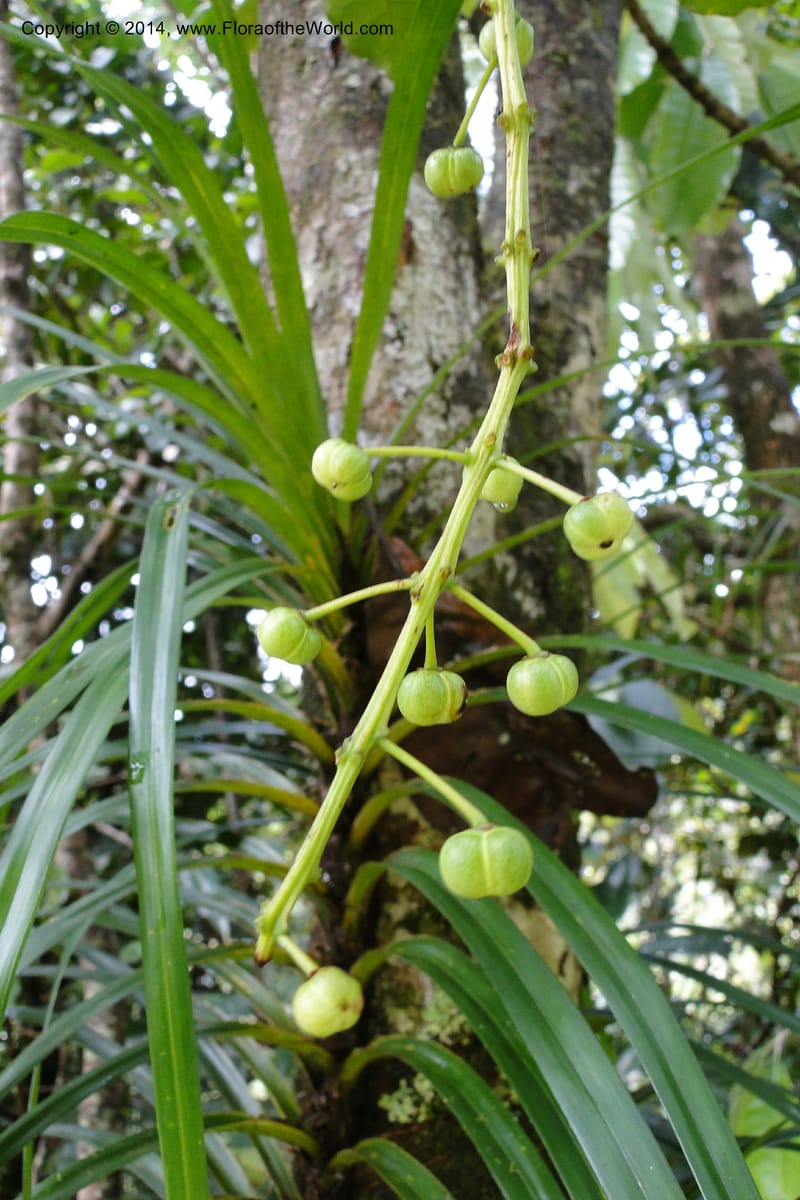 Codiaeum peltatum, J. Munzinger 6549--New Caledonia. Tchamba. Grotie Kou. 16 Feb 2011. 102 (2).jpg