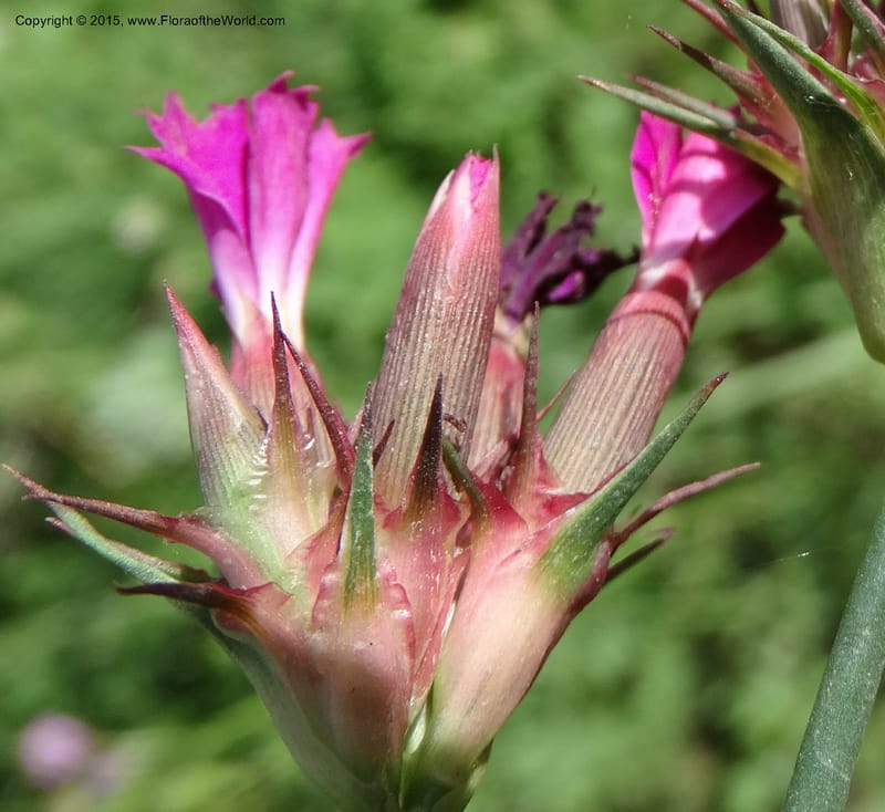 Dianthus subulosus, Davidson, C 12451--Georgia (Caucasus). Shio Mgvime. 7 Jun 2014. DSC07779 (333).JPG