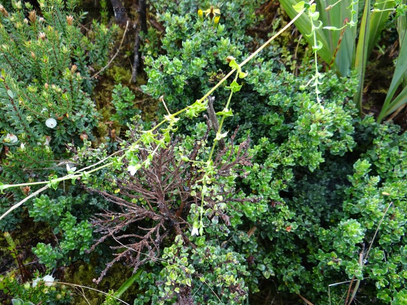 Cerastium, Ulloa, C 2388--Ecuador. Azuay. Matanga. 2 Oct 2012. DSC06351 (286).JPG