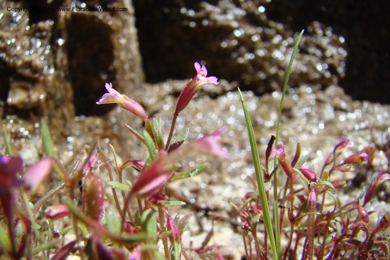 Mimulus breweri, C. Davidson 11466--ID. Valley Co. Warm Lake. 16 June 2009. 096.jpg