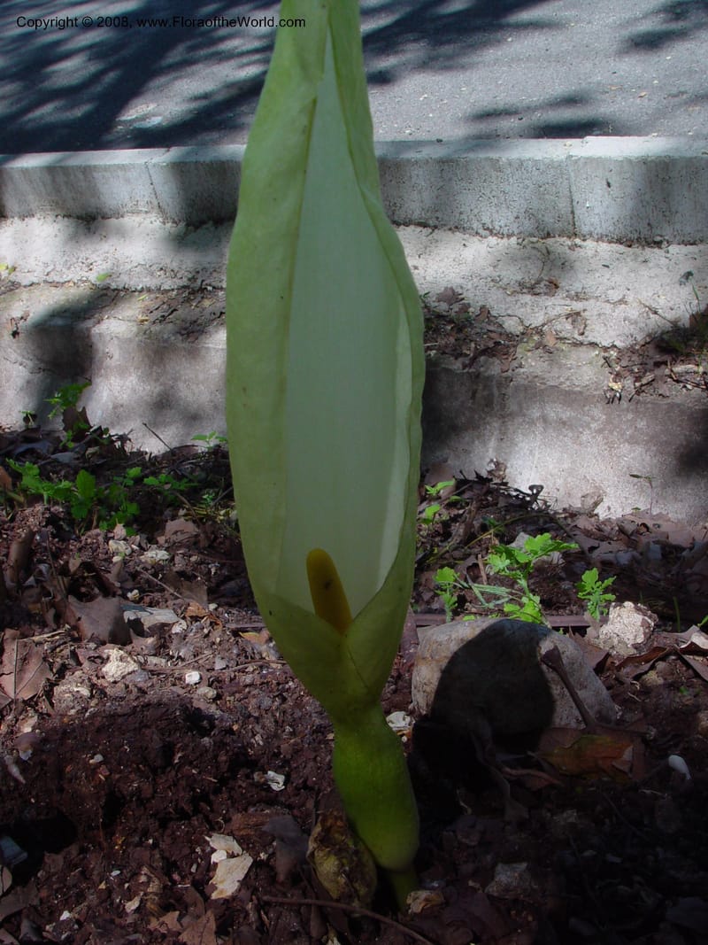 Arum italicum--Italy. Umbria. Todi.  16 May 02.  039.jpg