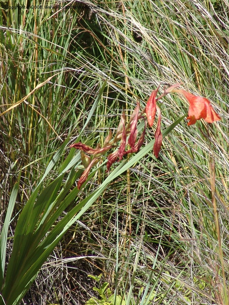 Gladiolus dalenii--So.Africa. E. Cape. R58 SE of Lady Grey. 10 Mch 05. 013.jpg