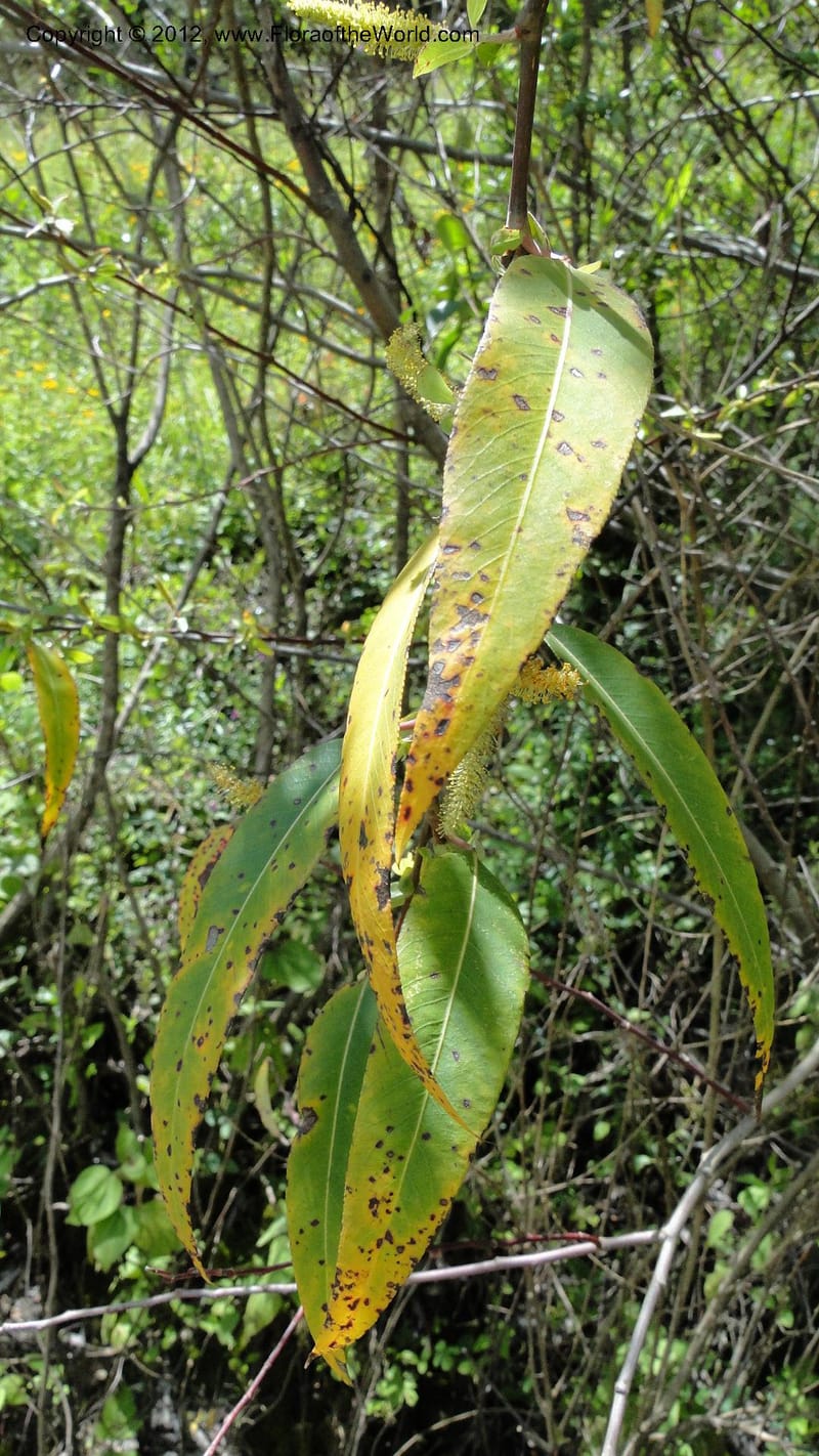 Salix, N. Martinez Melendez 2758--MX. Oaxaca. Camino Ixtlan-Talea. 15 Sept 2010. 278 (219).jpg
